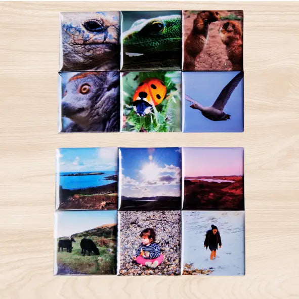 A set of 12 square magnets displayed on a light wooden surface. The top row features close-up images of animals, including a tortoise and a green lizard. The second row showcases a ladybird on a leaf, and a bird in flight. The bottom section contains scenic landscape shots, including a coastline, a sunset over hills, and cows grazing in a field.